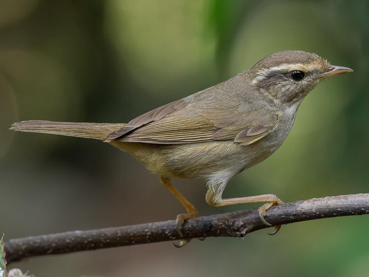 Radde's Warbler