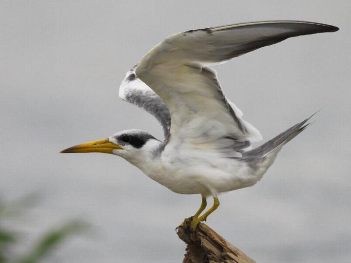 Large-billed Tern