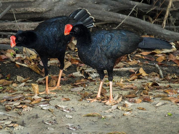 Razor-billed Curassow