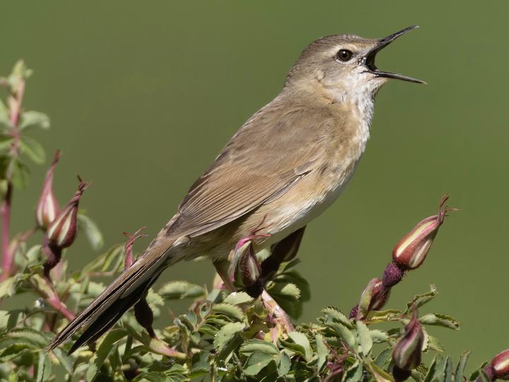 Long-billed Bush Warbler