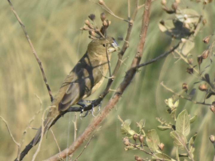 Great-billed Seed Finch