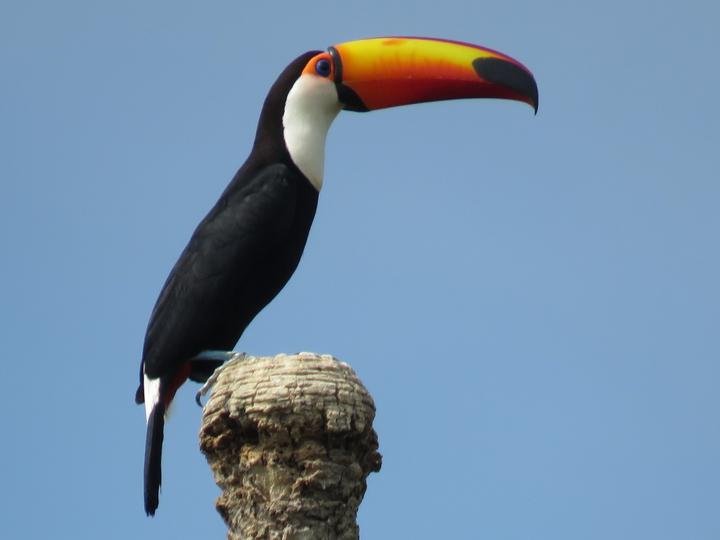Toco Toucan