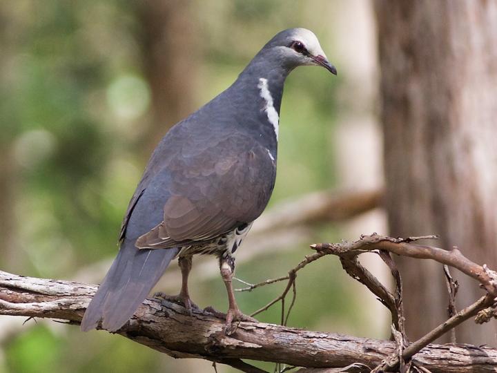 Wonga Pigeon