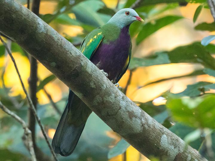Wompoo Fruit Dove