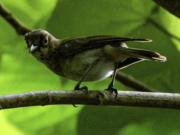 Fatu Hiva Monarch