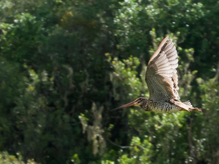 Giant Snipe