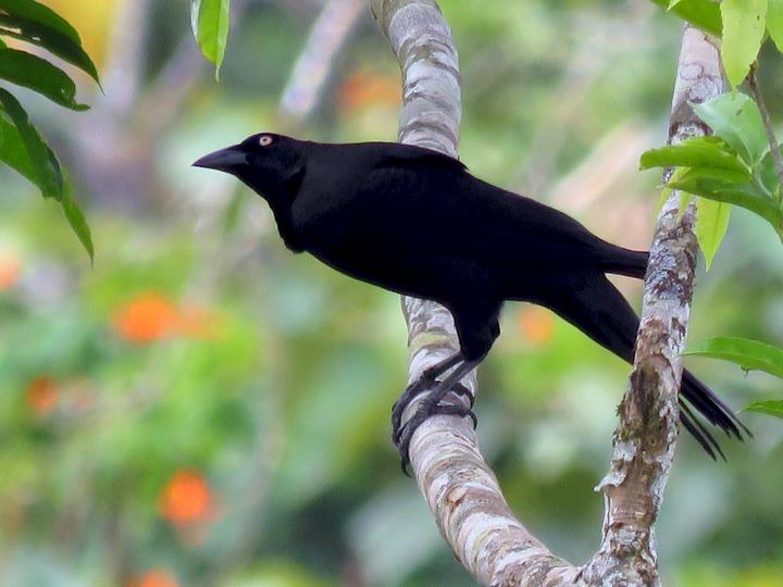 Giant Cowbird
