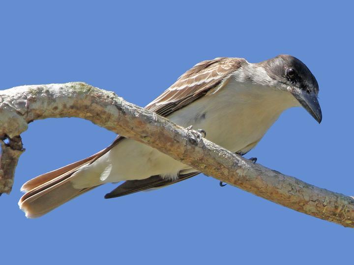 Giant Kingbird