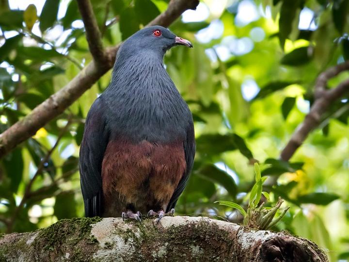 Goliath Imperial Pigeon