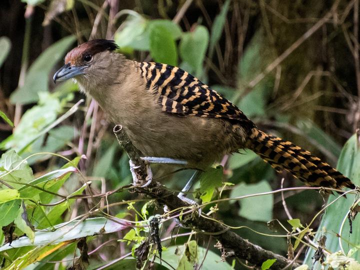 Giant Antshrike