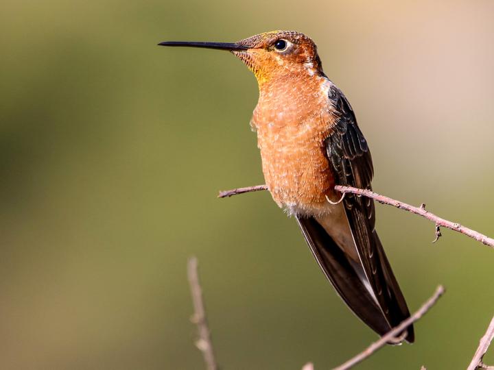 Giant Hummingbird