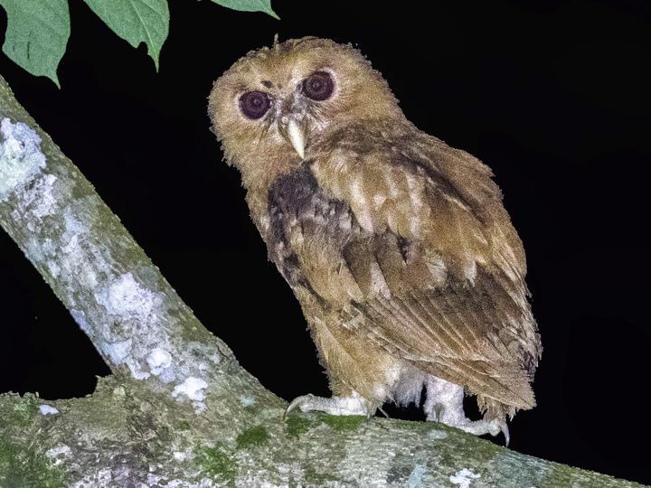 Giant Scops Owl