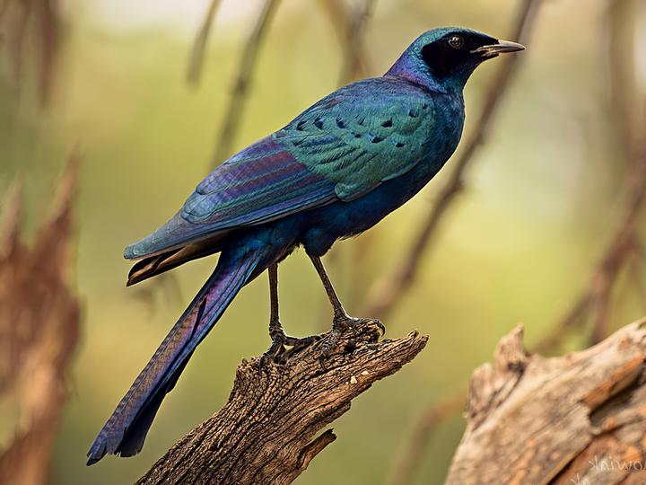 Burchell's Starling