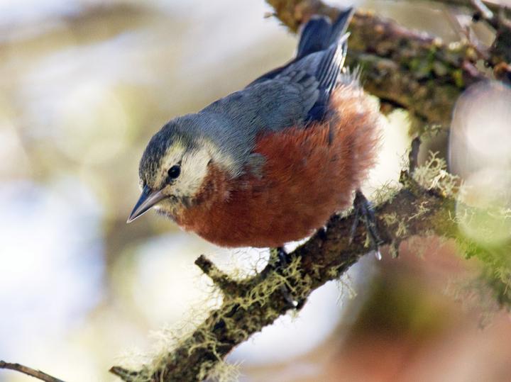 Giant Conebill