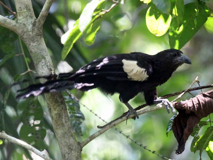 Goliath Coucal