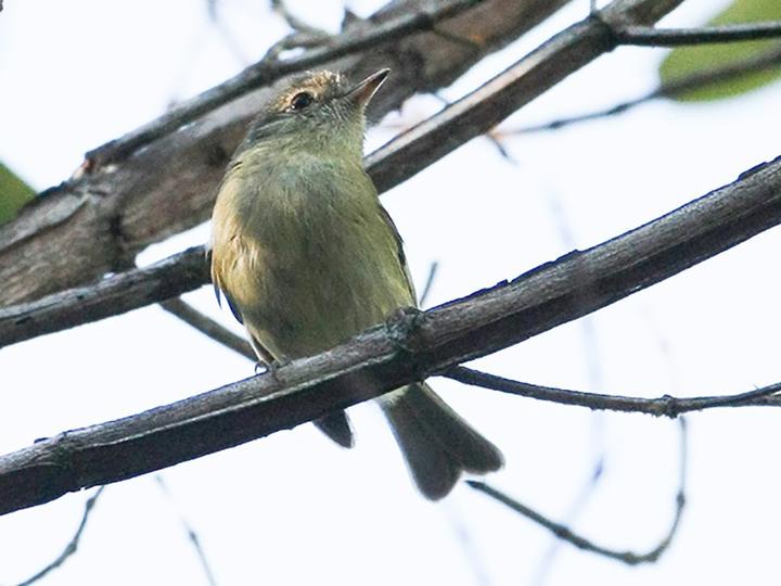 Bahia Tyrannulet