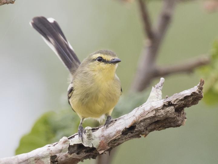 Bahia Wagtail-Tyrant