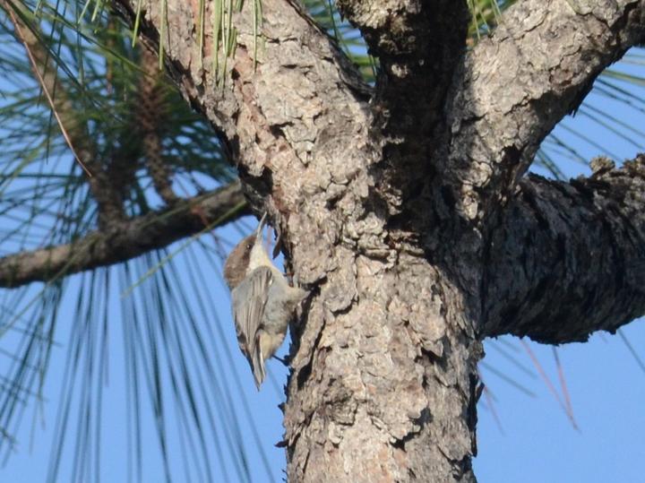 Bahama Nuthatch