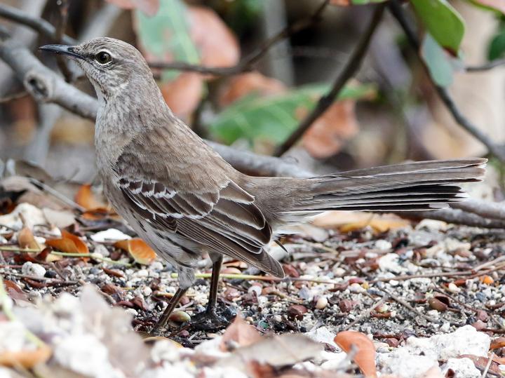 Bahama Mockingbird