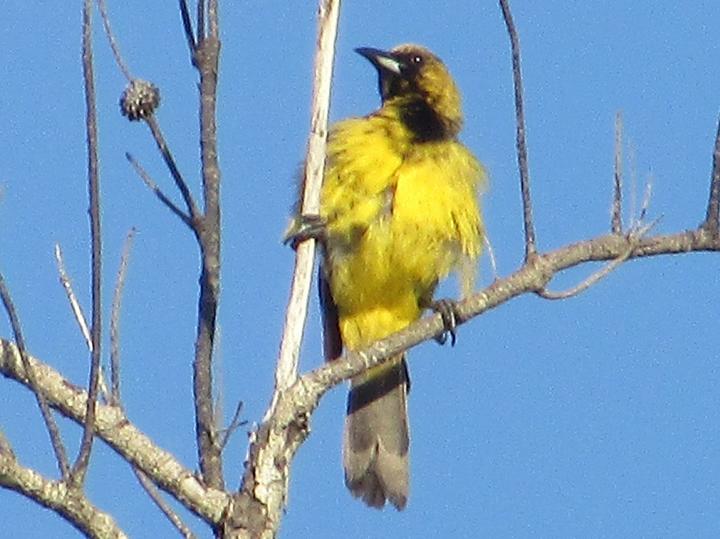 Bahama Oriole