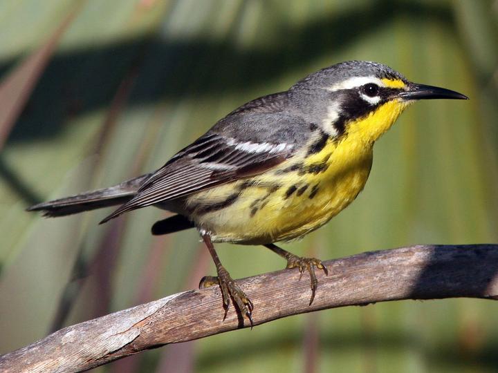 Bahama Warbler