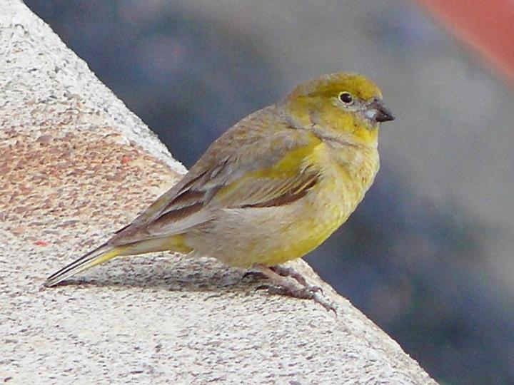 Patagonian Yellow Finch