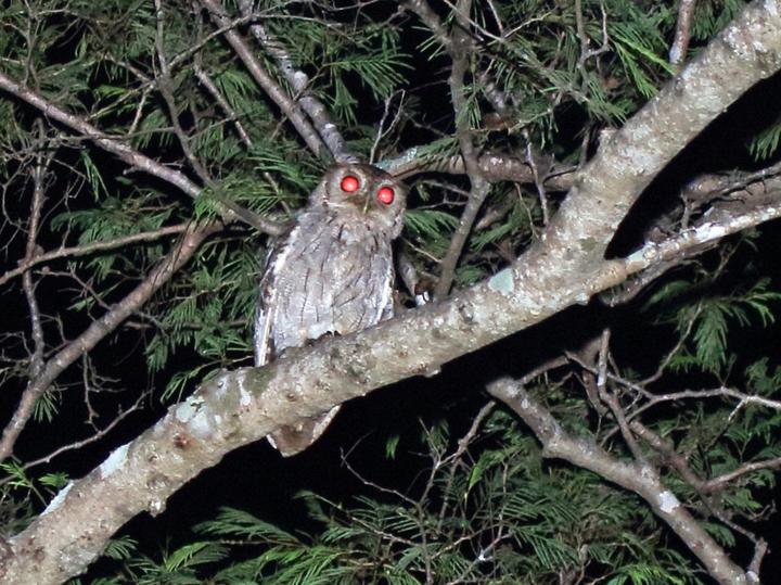 Balsas Screech Owl