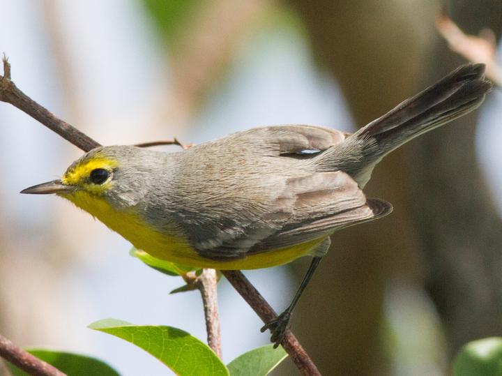 Barbuda Warbler