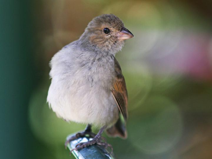 Barbados Bullfinch