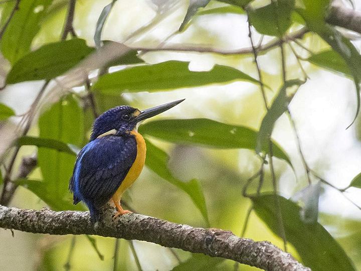 Papuan Dwarf Kingfisher