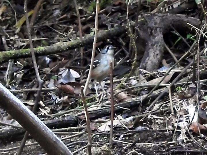 Papuan Scrub Robin