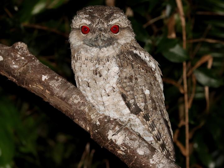 Papuan Frogmouth