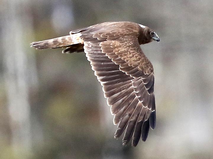 Papuan Harrier