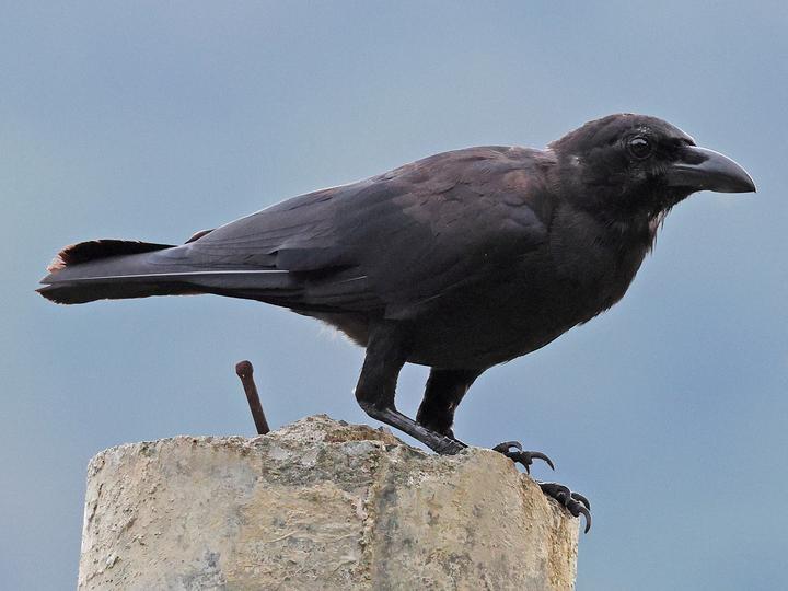 Palawan Crow