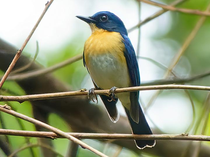 Palawan Blue Flycatcher