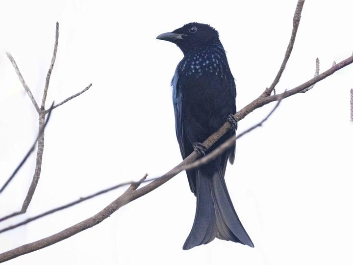 Palawan Drongo