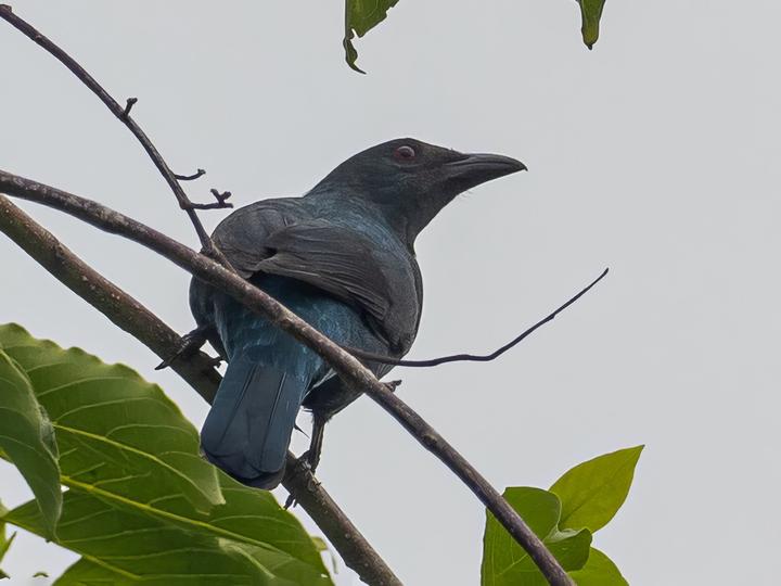 Palawan Fairy-bluebird