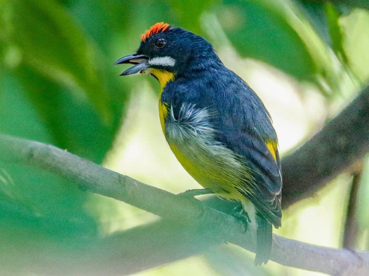Palawan Flowerpecker