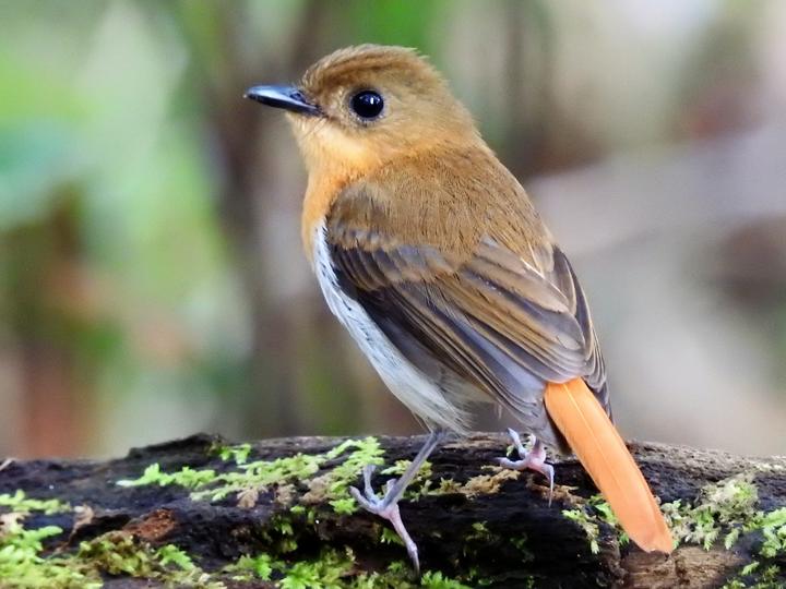 Palawan Flycatcher