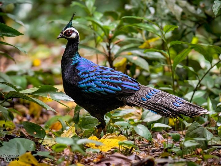 Palawan Peacock-Pheasant