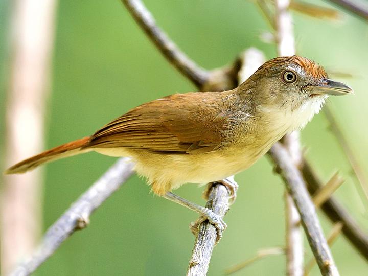 Melodious Babbler