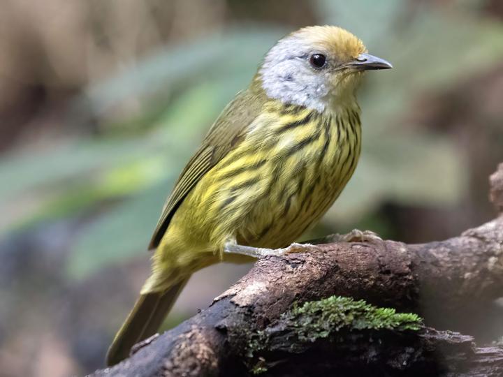 Palawan Striped Babbler
