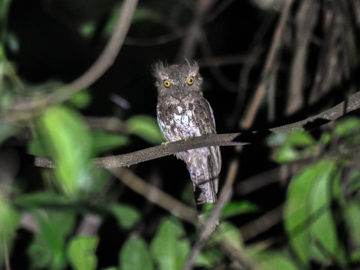 Palawan Frogmouth
