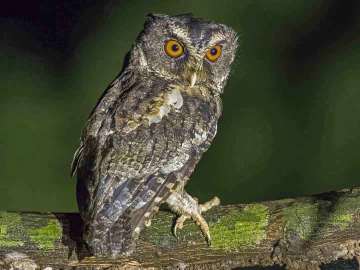 Palawan Scops Owl