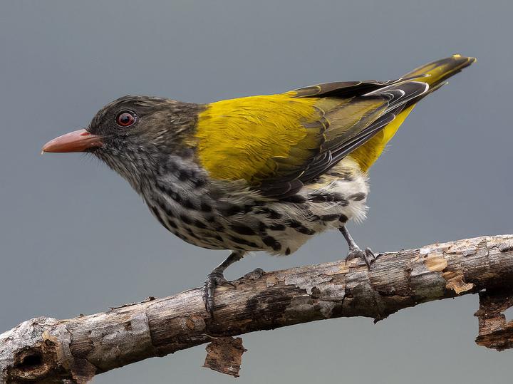 Ventriloquial Oriole