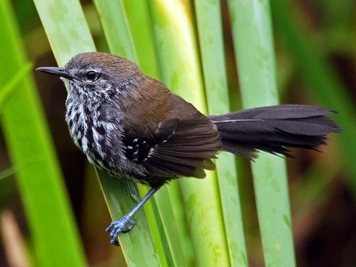 Marsh Antwren