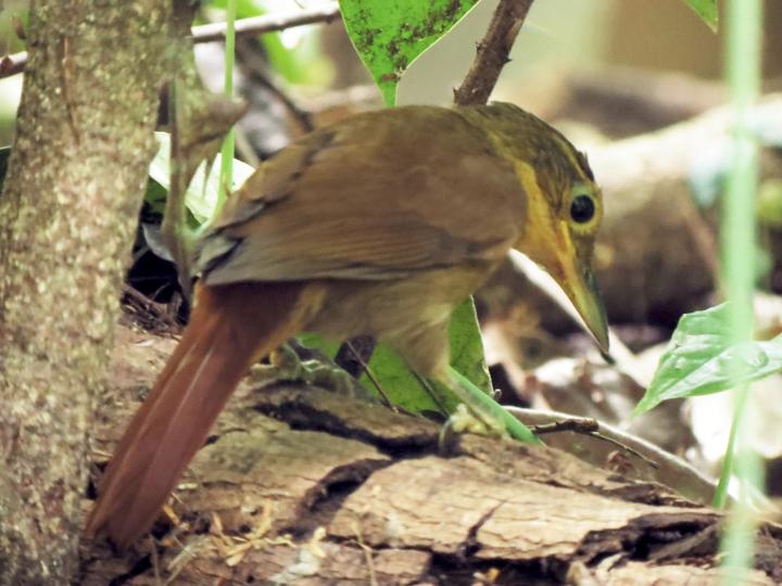 Chiriqui Foliage-gleaner