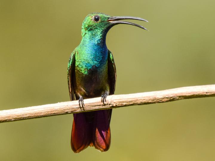 Veraguan Mango