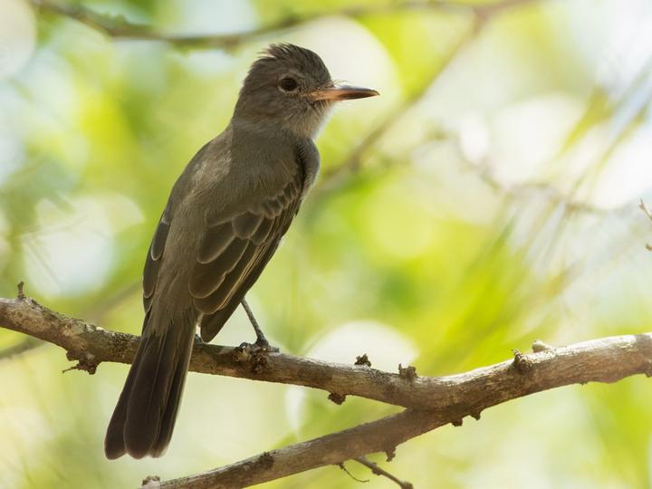 Panama Flycatcher