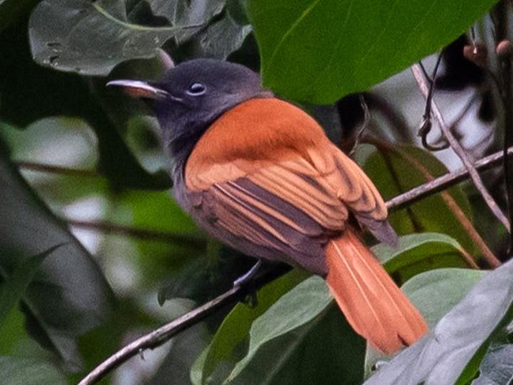 Bates's Paradise Flycatcher